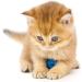 20 Pcs 2 Inch Sparkle Ball Cat Toy - Interactive Multicolor Balls for Kittens and Multiple Cats - Exercise and Playtime Must-Have - Buy Online on GoSupps.com