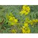 Powder of Scent | Nilavarai | Cassia Angustifolia | Sonamukhi 100 g - Buy Online on GoSupps.com