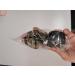 Flat Method Feeder Set - 5PC Inline Fishing Accessories with Bait Box | 20g 30g 40g 50g 60g Carp Feeder for Basic Fishing - Buy Online on GoSupps.com