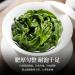 HQZM Delicious Anxi TieGuanYin Tea With Flowery Aroma 250gBag Premium Chinese Green Tea 881oz - Buy Online on GoSupps.com