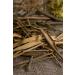 Health Embassy White Willow Bark | Salix Alba L | Herbal Tea (50g) Natural 50g - Buy Online on GoSupps.com