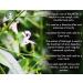 Andrographis Paniculata Powder 50g | Kalmegh Bitter Herb | Supports Immune & Respiratory Health | Non-GMO Vegan No Additives - Buy Online on GoSupps.com