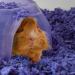 Carefresh 99% Dust-Free Playful Purple Natural Paper Small Pet Bedding 23 L - Odor Control - Buy Online on GoSupps.com