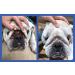 Squishface Wrinkle Wipes 6x8 Large Chlorhexidine Dog Wipes - Anti-Itch, Deodorizing, Tear Stain Remover for English Bulldog, Pugs, Frenchie, Bulldogs & More! - Buy Online on GoSupps.com