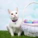 Outus 24 Sets Cat Bells for Collar Pendant- Pet Cat & Dog Bell Accessories, Silver - Buy Online on GoSupps.com