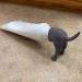 Funny Pooping Dog Butt Toothpaste Topper - Hilarious Toothpaste Cap & Gag Gift for Friends - Buy Online on GoSupps.com