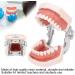 Typodontic Denture Model with Removable Teeth - Dental Anatomy Tool for Oral Practice & Preparation | 28 Tooth Simulation - Buy Online on GoSupps.com
