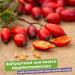 Organic Rosehip Oil 50ml - Cold Pressed Vegan Anti-Aging Oil for Face, Skin, Body & Hair - Buy Online on GoSupps.com