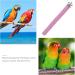 iplusmile Stainless Steel Bird Perch for Parrot - Grinding Claws, Trimming Beak, Nails - Exercise Platform for Parakeet, Cockatiel, Conure, African Grey, Macaw - Buy Online on GoSupps.com