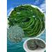 Dried silk kombu compressed round cakes of thick kombu soft dried kombu products (400g) - Buy Online on GoSupps.com
