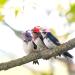 6 Pieces Chicken Hats for Hens Tiny Pets Funny Halloween Accessories Feather Top Hat with Adjustable Elastic Chin Strap Rooster Duck Parrot Poultry Stylish Show Costume() Simple Style - Buy Online on GoSupps.com