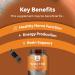 Chewable Vitamin B12 1000mcg - Methylated Vegan Vitamin for Brain Support & Natural Energy - Halal, Bone Health, Eye Care, Mood Boost - Hair, Skin, Nails - Buy Online on GoSupps.com