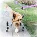 Dog Wheelchair for Back Legs Adjustable Hip Support Harness for Canine Aid Arthritis for Small Medium Large Dogs Rehab Poor Stability Dogs Walking Cart Wheel Chair S (S) () - Buy Online on GoSupps.com