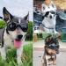 PEDOMUS Dog Goggles - Small Dog Sunglasses with Adjustable Strap for UV Protection, Waterproof - Black - Buy Online on GoSupps.com