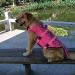 Omem Life Jacket for Dogs - Safe & Stylish Floatation for Puppies | Ideal for Swimming Surfing & Boating - Buy Online on GoSupps.com