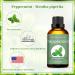 Rosemary Peppermint Essential Oil Peppermint Essential Oil For Aromatherapy & Diffuser Gift Set 2PCS 100% Pure Premium Oils - Rosemary Essential Oils For Soap/Candle Making Bath Perfume - 2 X 100ML - Buy Online on GoSupps.com