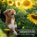 AniForte Dog with Cistus Rose Powder 100g - Natural Cistus Powder Cistus incanus infection blocker with vitamins Cistus strengthens the immune system and promotes metabolism - Buy Online on GoSupps.com