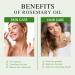 Aoruilia 10ml Rosemary Essential Oil - 100% Pure Natural Therapeutic Grade Rosemary Oils for Hair Growth Aromatherapy Diffusers Perfumes Candle Making Rosemary 10 ml (Pack of 1) - Buy Online on GoSupps.com