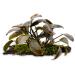 Lagenandra meeboldi Red on Driftwood for Aquariums