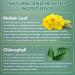 Mullein Drops for Lungs - 60ML Chlorophyll Extract | Respiratory Booster & Immune Support - Buy Online on GoSupps.com