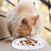 VIIVY VIYIV Slow Feeder Cat Bowl - Interactive Ceramic Puzzle Feeder for Cats - 8.5'' Diameter, 1'' Height, White - Buy Online on GoSupps.com