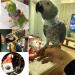 Bonaweite Pet Parrot Anti-Bite Collar for Macaw, African Budgies, Parakeet - Protective Healing Neck Cover - Buy Online on GoSupps.com