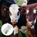 Beaupretty Cow Pregnancy Test Strip - Accurate Sheep & Cattle Pregnancy Detection | Farm Animal Supplies - Buy Online on GoSupps.com