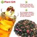 Plant Gift (Cherry Blossom OolongTea) - Buy Online on GoSupps.com