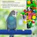 SunGrow Wooden Bird Perch 11.8 Inches Blue - Keeps Nails Trim, Beaks Smooth - Ideal for Cockatiels, Parakeets, Lovebirds, Finches - Buy Online on GoSupps.com