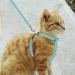 BINGPET Pineapple Pattern Cat Harness and Lead Set - Escape Proof Adjustable Vest for Small, Medium, Large Kittens - Buy Online on GoSupps.com