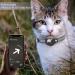 Leather Airtag Cat Collar - Adjustable GPS Tracking Neck Band for Small Medium & Large Cats - Anti-Losing Reflective Design - Buy Online on GoSupps.com