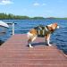 Kuoser Dog Life Jacket - Durable & Buoyant Dog Swimming Vest for Small Medium & Large Dogs - High Safety in Green Camouflage - Buy Online on GoSupps.com