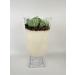 Succulent Garden Candle centerpiece Green 646522