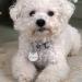 Personalized Stainless Steel Dog Tags & Cat Tags | Custom Engraved Pet ID Badges in Various Shapes - Buy Online on GoSupps.com