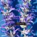 Fieldtrip Into the Blue Stress Less Moisturizer | Indian Wild Indigo | 2 fl oz | International Shipping Available - Buy Online on GoSupps.com