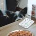 PetSpy 3 Times a Day Feeding Reminder for Dogs & Cats - Easy Mount Magnetic Tracker for Pet Feeding - Daily Medicine & Food Tracker Sticker - Buy Online on GoSupps.com