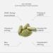 Paradise Herbs ORAC-Energy Earth Blend Superfood Multivitamin with Iron - 60 Vegetarian Capsules - Buy Online on GoSupps.com
