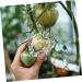 BCOATH 2 Sets Heart Shaped Tomato Mold Tomatoes Fruit Accessory Convenient Fruits Plastic Shaping Abrasives - Buy Online on GoSupps.com