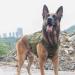 Oneigris Dog Harness | Adjustable Tactical Anti-Trail Harness for All Breeds - International Shipping Available - Buy Online on GoSupps.com