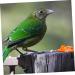 Happyyami 300 Pcs Pigeon Anklet Chicken Stuff Tag Baby Chick Pigeon Identification Ring Travel Bag Multicolor 1.3X1.3CMx3pcs Redx3pcs - Buy Online on GoSupps.com