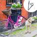 Hands Free Dog Bike Leash Elastic Nylon Retractable Dog Bicycle Exerciser Leash Easy Installation and Removal Dog Bicycle Exerciser Leash for Exercising Training Jogging Cycling Safe with Pet(Black) - Buy Online on GoSupps.com