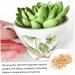NUOBESTY Pistachios 1 Pistachio Shell Craft for Kids Crafts Supplies for Kids Handmade Supplies Turkey Child Natural As Shown 2X1.2CM - Buy Online on GoSupps.com