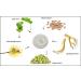 Raya Placental Cream (402) | Restorative Anti-Aging Night Cream for All Skin Types | Minimizes Pores and Calms Inflammation - Buy Online on GoSupps.com