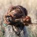 Romneys Pheasant Dummy 500g | Real Plumage & Feather Training Dummy for Hunting Dogs | Floatable Wild Dummy - Buy Online on GoSupps.com