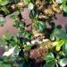 Brussel's Bonsai Live Fukien Tea Indoor Bonsai Tree - 6 Years Old, 6-10 Tall - Medium Plastic Grower Pot - Buy Online on GoSupps.com