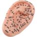 Buy 17cm Ear Acupuncture Point Model - Large Reflexology Learning Display for International Shipping - Buy Online on GoSupps.com