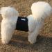 JoyDaog Belly Bands for Small Dogs - Reusable Training Pants (3 Pack) - Black (10-13 Waist) - Perfect for Potty Training & Travel - Buy Online on GoSupps.com