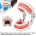 Removable Tooth Model for Dental Education | Simulation Teeth Restoration & Bridge Implants Teaching Aid - Buy Online on GoSupps.com