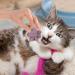 Kitten Treats - Cat Treats for Indoor Cats - Natural Healthy Cat Snacks Treats | Cat Paw Biscuits Cat Treat | Dry Cat Treats Kitten Treats | Kitten Treats Paw Shape Cat Food Treats | Treats for Cat Purple - Buy Online on GoSupps.com