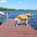 Buy Kuoser Life Jacket for Dogs - Durable & High Safety Swimming Vest for Small Medium and Large Dogs - Excellent Buoyancy - Yellow XS - Buy Online on GoSupps.com